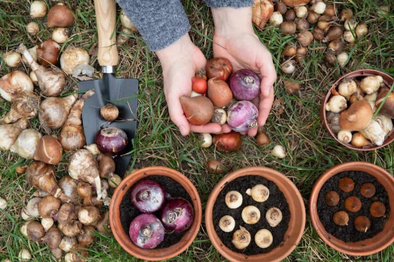 Plant nu voorjaarsbollen voor een kleurrijke tuin volgend jaar 