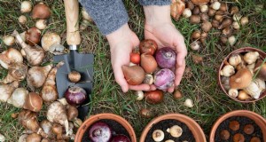 Plant nu voorjaarsbollen voor een kleurrijke tuin volgend jaar 