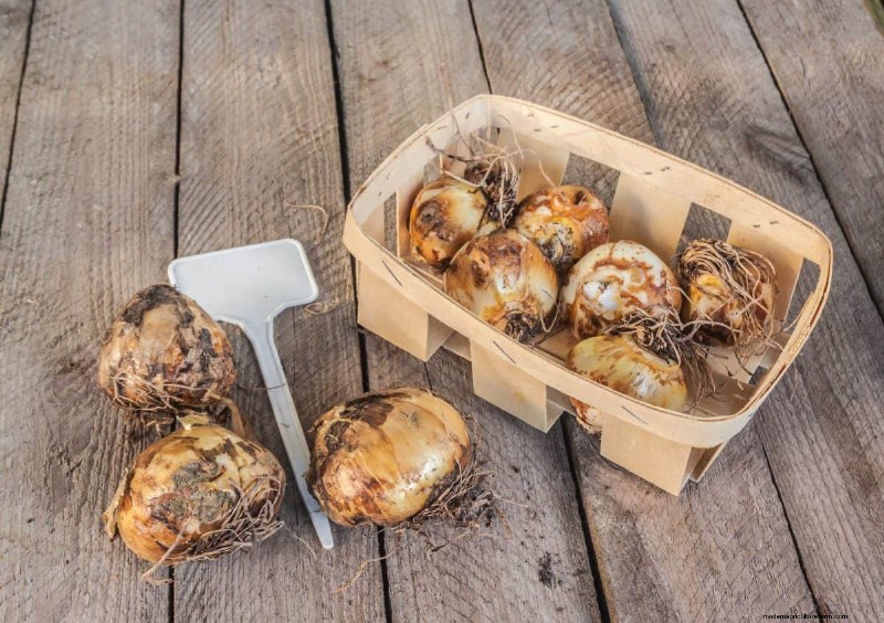 Plant nu voorjaarsbollen voor een kleurrijke tuin volgend jaar 