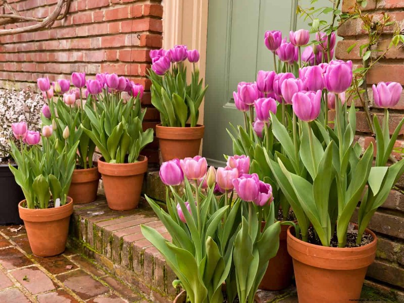 Plant nu voorjaarsbollen voor een kleurrijke tuin volgend jaar 