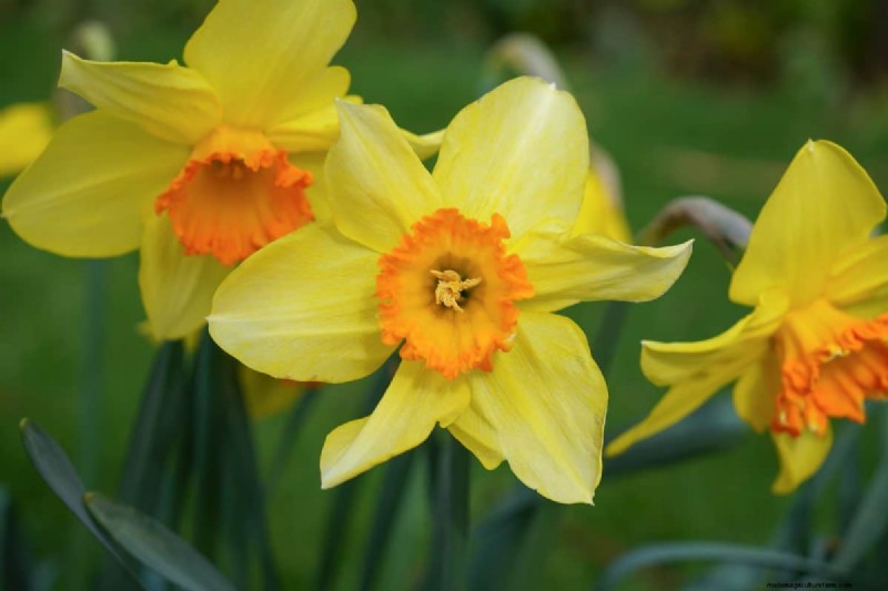 Plant nu voorjaarsbollen voor een kleurrijke tuin volgend jaar 