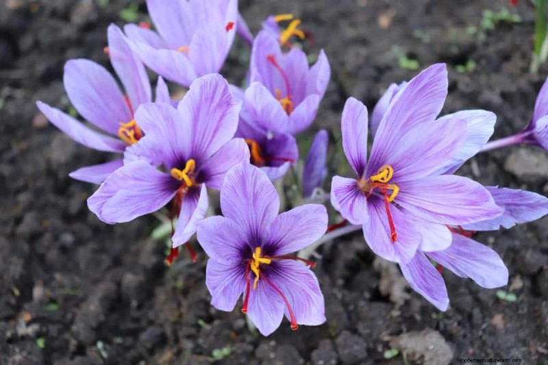 Plant nu voorjaarsbollen voor een kleurrijke tuin volgend jaar 