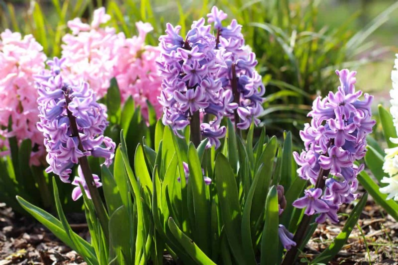 Plant nu voorjaarsbollen voor een kleurrijke tuin volgend jaar 