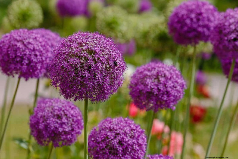Plant nu voorjaarsbollen voor een kleurrijke tuin volgend jaar 