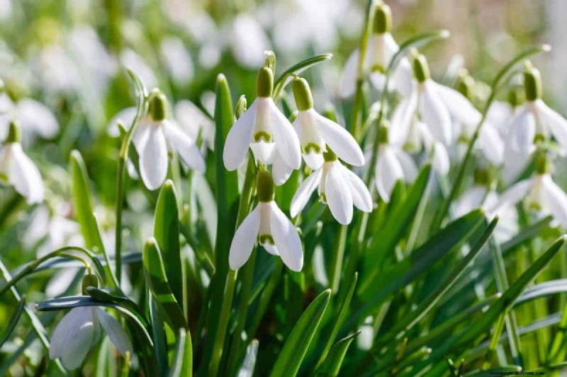 Plant nu voorjaarsbollen voor een kleurrijke tuin volgend jaar 