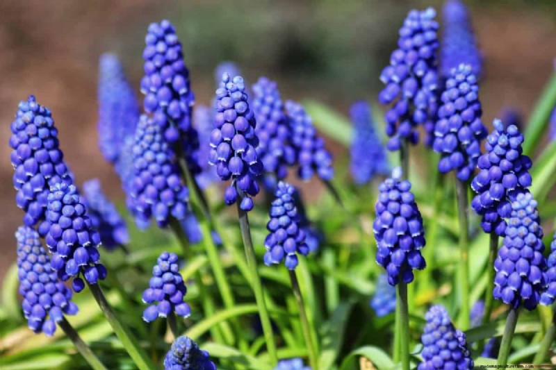 Plant nu voorjaarsbollen voor een kleurrijke tuin volgend jaar 