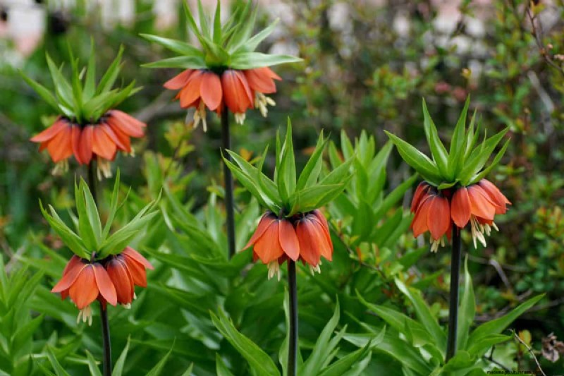 Plant nu voorjaarsbollen voor een kleurrijke tuin volgend jaar 