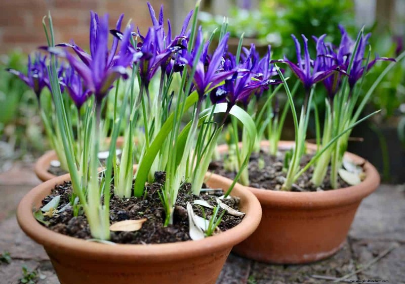 Plant nu voorjaarsbollen voor een kleurrijke tuin volgend jaar 