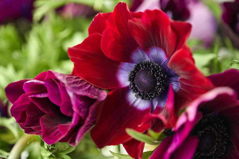 Plant nu voorjaarsbollen voor een kleurrijke tuin volgend jaar 
