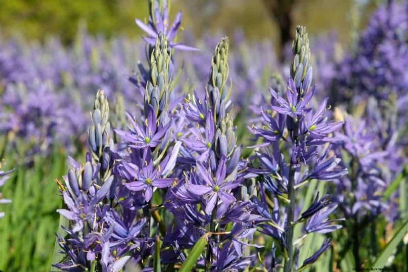 Plant nu voorjaarsbollen voor een kleurrijke tuin volgend jaar 