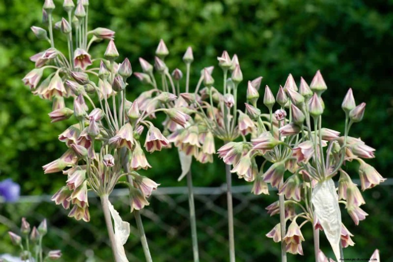 Plant nu voorjaarsbollen voor een kleurrijke tuin volgend jaar 