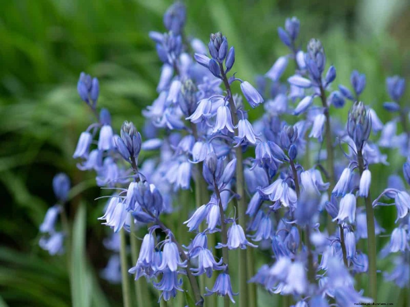 Plant nu voorjaarsbollen voor een kleurrijke tuin volgend jaar 