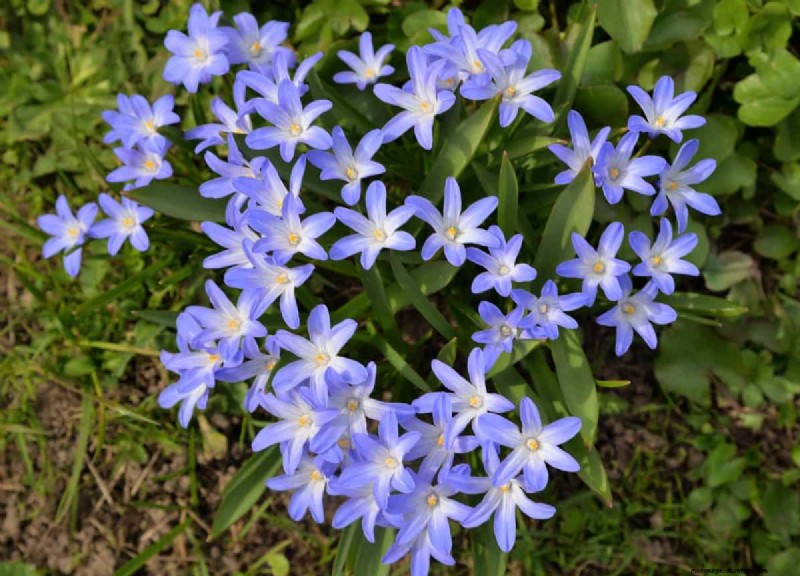 Plant nu voorjaarsbollen voor een kleurrijke tuin volgend jaar 