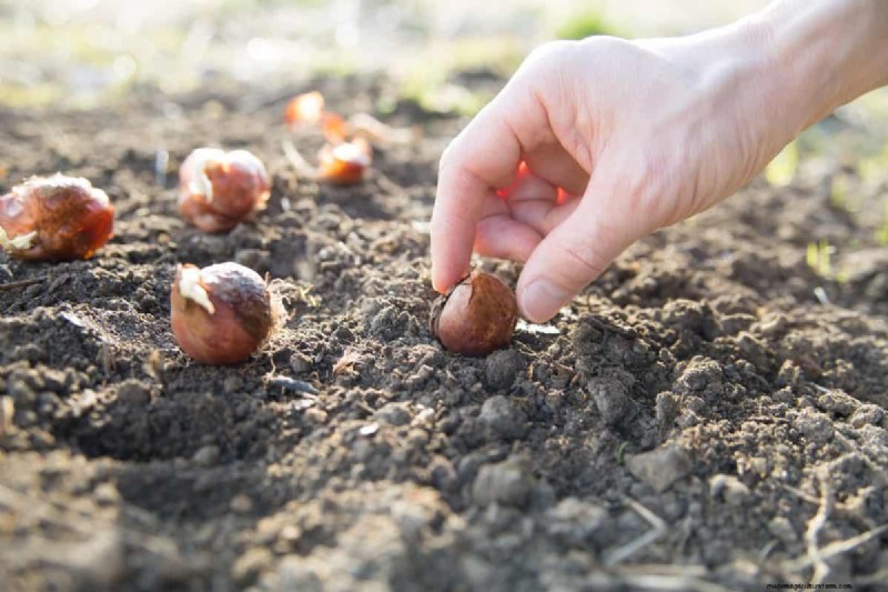 Plant nu voorjaarsbollen voor een kleurrijke tuin volgend jaar 