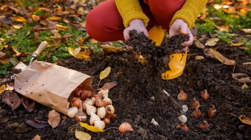Plant nu voorjaarsbollen voor een kleurrijke tuin volgend jaar 