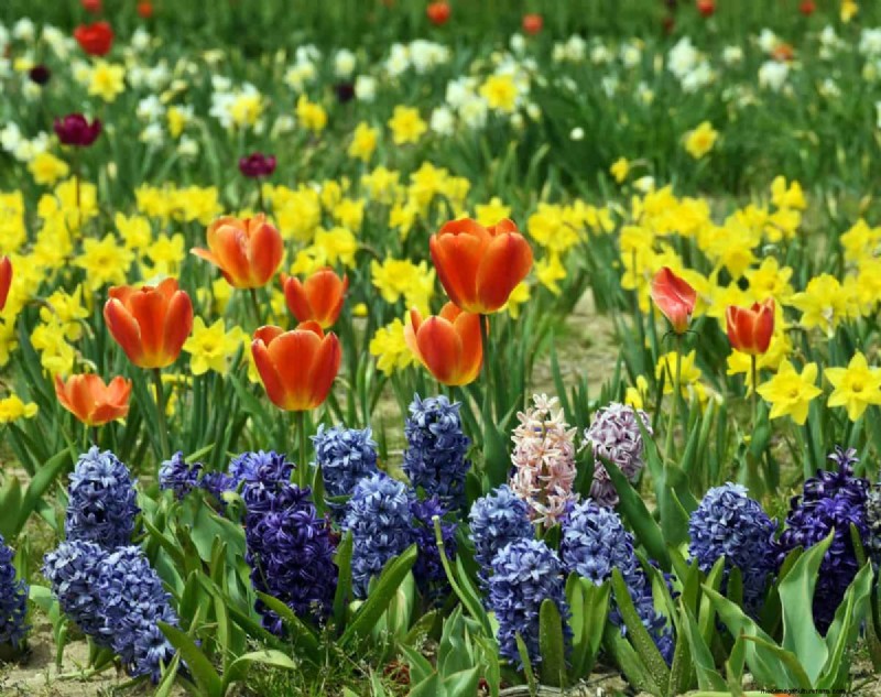 Plant nu voorjaarsbollen voor een kleurrijke tuin volgend jaar 