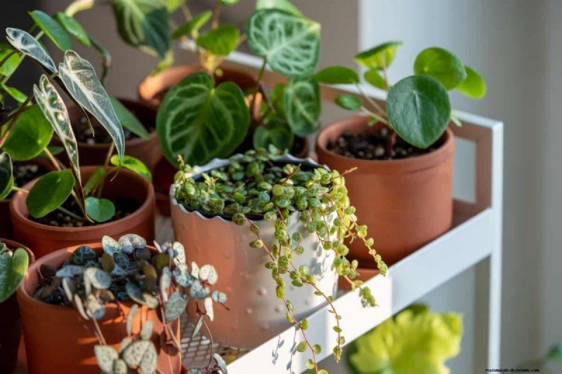 Beste kamerplanten voor kleine ruimtes:15 compacte en mooie variëteiten 