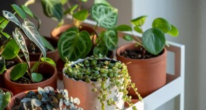 Beste kamerplanten voor kleine ruimtes:15 compacte en mooie variëteiten 