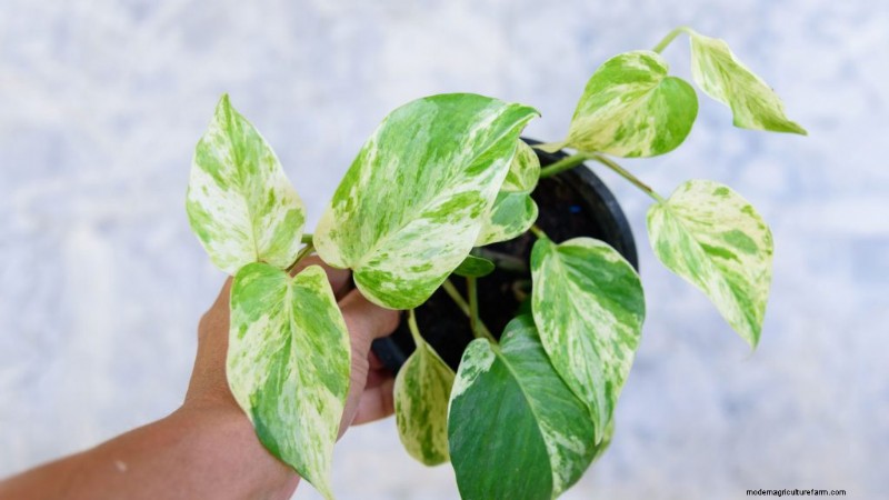 Beste kamerplanten voor kleine ruimtes:15 compacte en mooie variëteiten 
