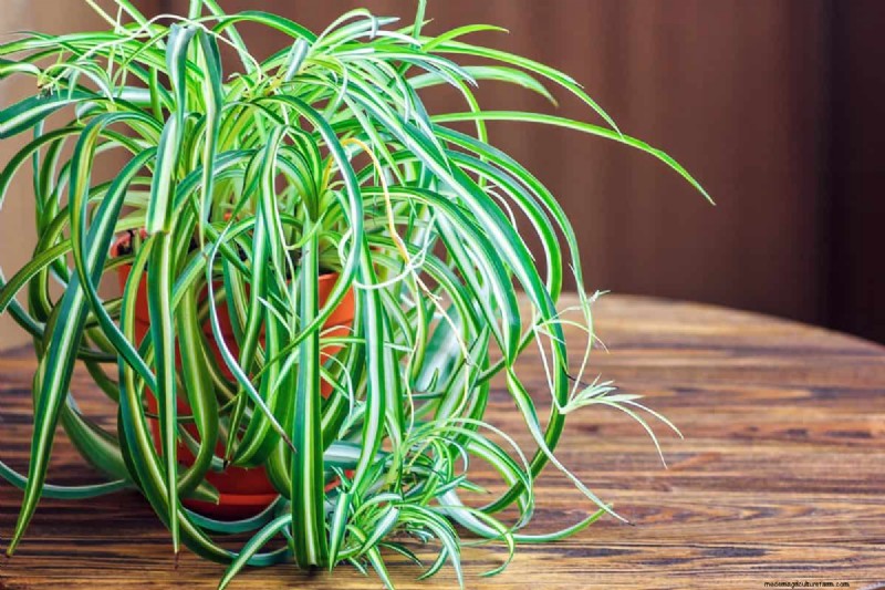 Beste kamerplanten voor kleine ruimtes:15 compacte en mooie variëteiten 