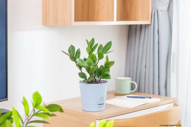 Beste kamerplanten voor kleine ruimtes:15 compacte en mooie variëteiten 