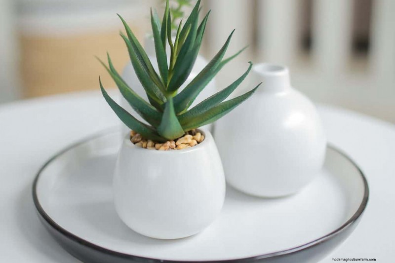 Beste kamerplanten voor kleine ruimtes:15 compacte en mooie variëteiten 