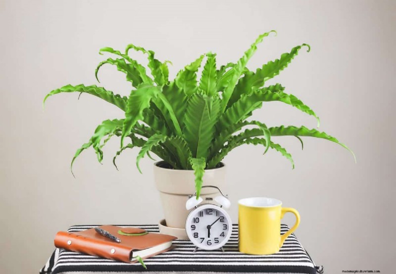 Beste kamerplanten voor kleine ruimtes:15 compacte en mooie variëteiten 