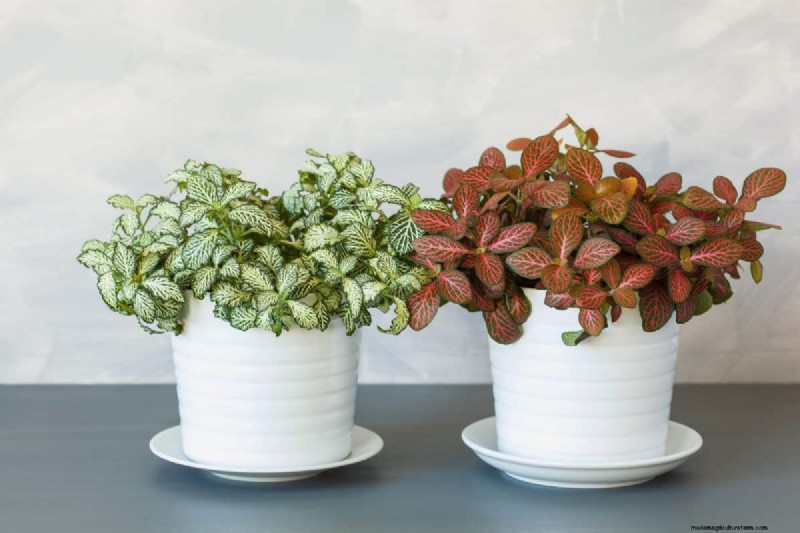 Beste kamerplanten voor kleine ruimtes:15 compacte en mooie variëteiten 