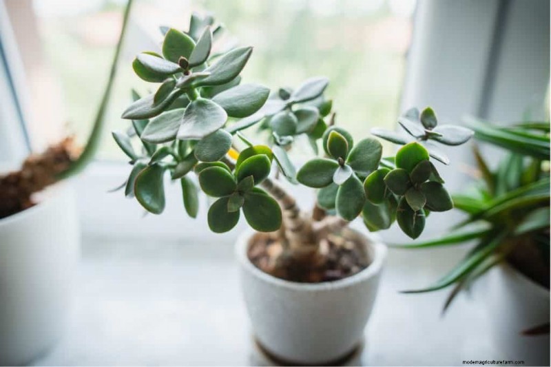 Beste kamerplanten voor kleine ruimtes:15 compacte en mooie variëteiten 