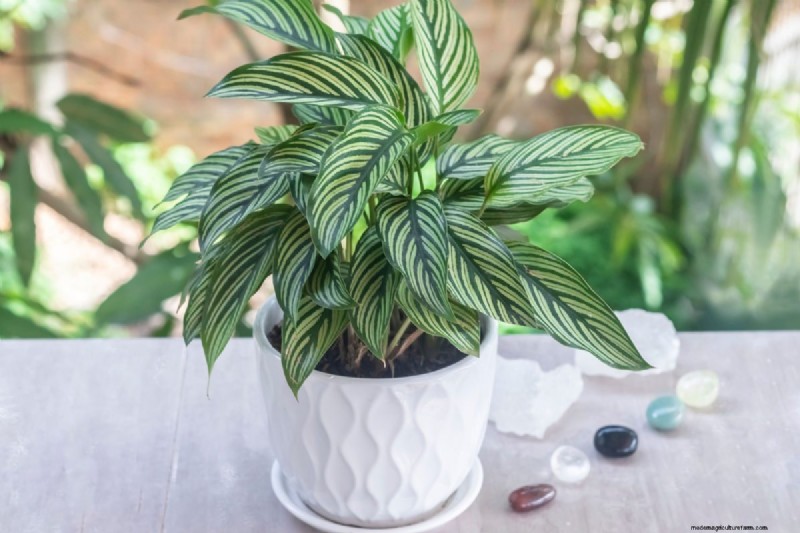Beste kamerplanten voor kleine ruimtes:15 compacte en mooie variëteiten 