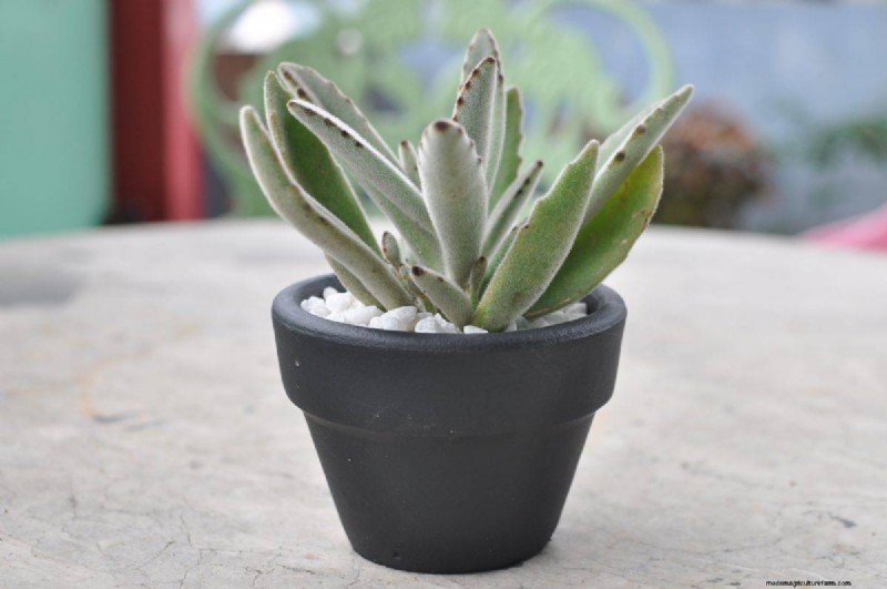 Beste kamerplanten voor kleine ruimtes:15 compacte en mooie variëteiten 