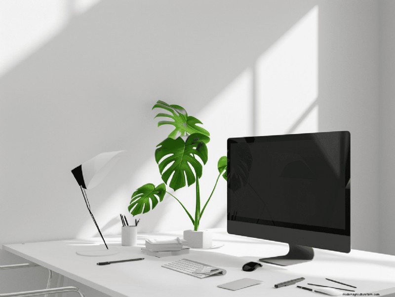 Platzierung von Monstera-Pflanzen:10 kreative Ideen für Ihr Zuhause 