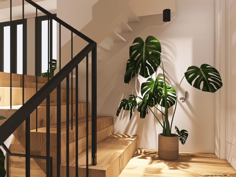 Platzierung von Monstera-Pflanzen:10 kreative Ideen für Ihr Zuhause 