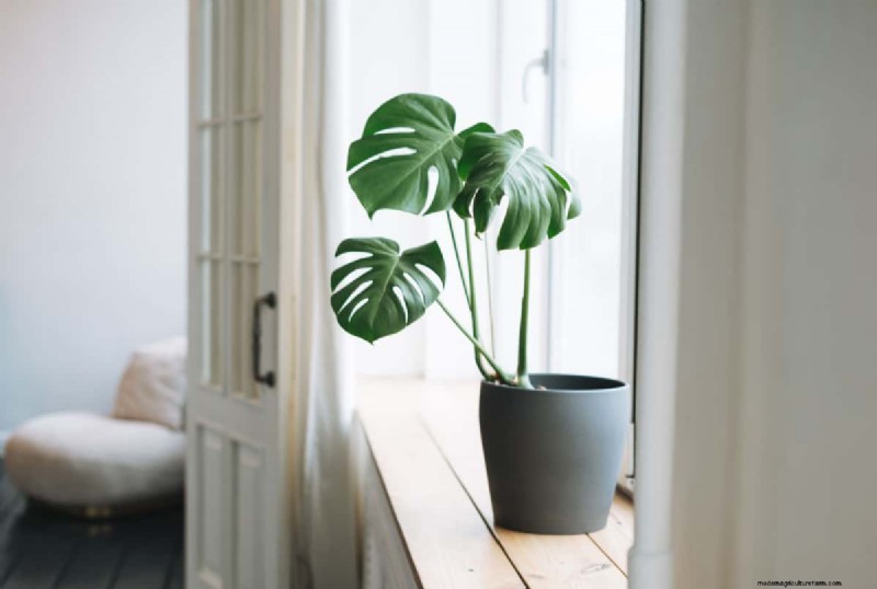 Platzierung von Monstera-Pflanzen:10 kreative Ideen für Ihr Zuhause 