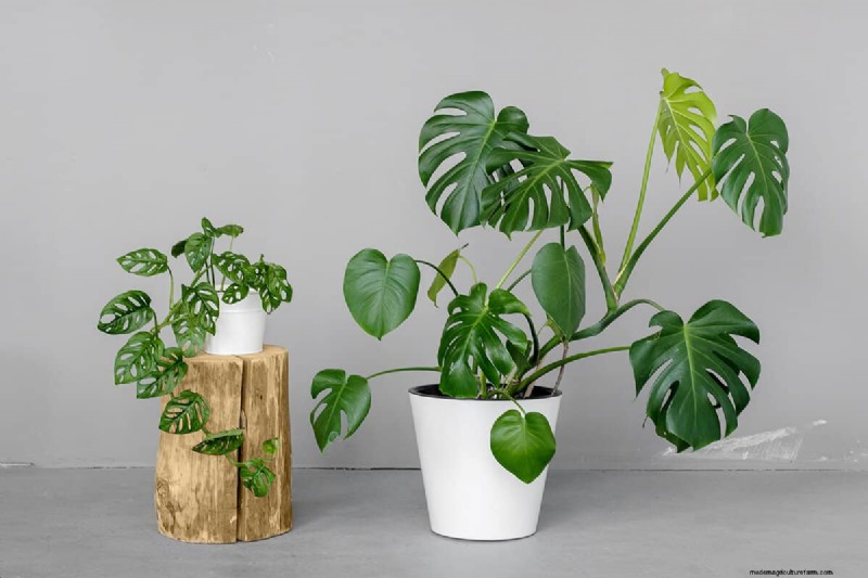 Platzierung von Monstera-Pflanzen:10 kreative Ideen für Ihr Zuhause 