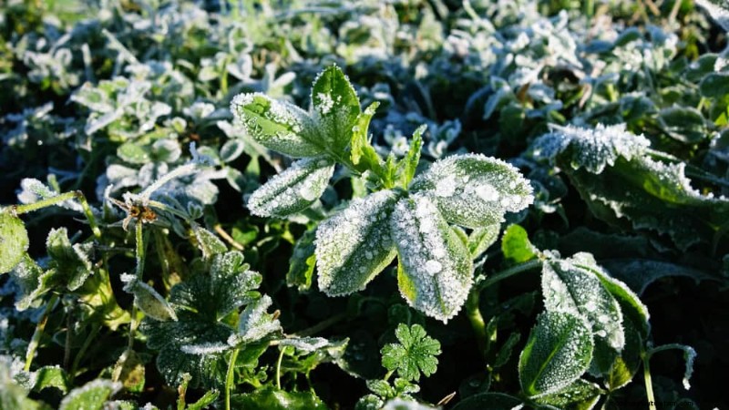 Behebung von Frostschäden:8 bewährte Tipps zur Rettung Ihres Gartens 