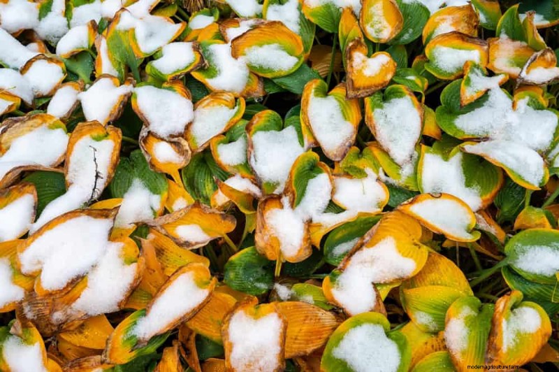 Behebung von Frostschäden:8 bewährte Tipps zur Rettung Ihres Gartens 