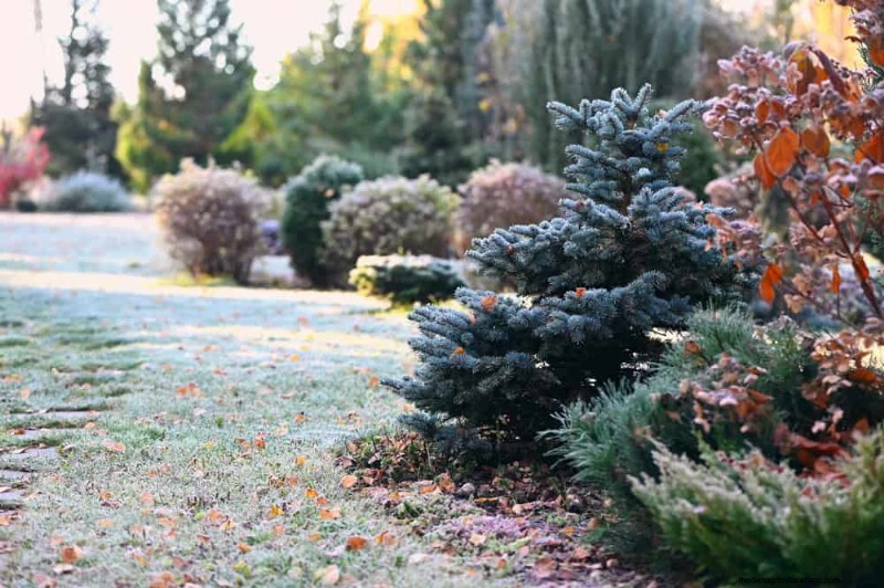 Schützen Sie Ihre Pflanzen vor Frost:Ein Leitfaden für Gärtner 
