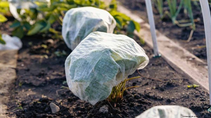Schützen Sie Ihre Pflanzen vor Frost:Ein Leitfaden für Gärtner 