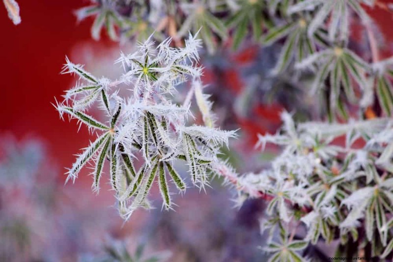 Schützen Sie Ihre Pflanzen vor Frost:Ein Leitfaden für Gärtner 