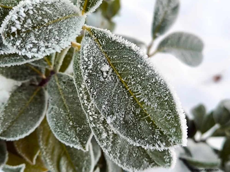 Schützen Sie Ihre Pflanzen vor Frost:Ein Leitfaden für Gärtner 