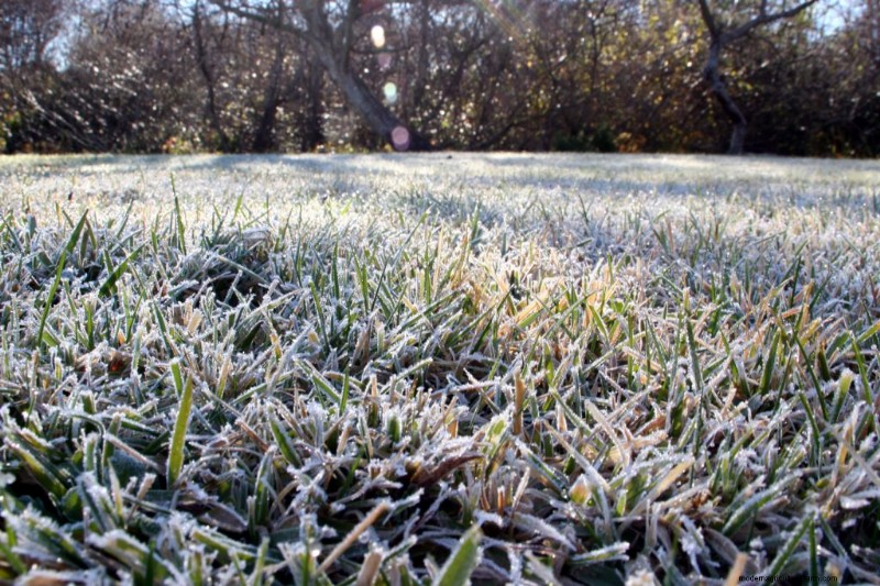 Schützen Sie Ihre Pflanzen vor Frost:Ein Leitfaden für Gärtner 