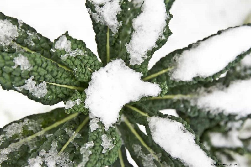 Schützen Sie Ihre Pflanzen vor Frost:Ein Leitfaden für Gärtner 