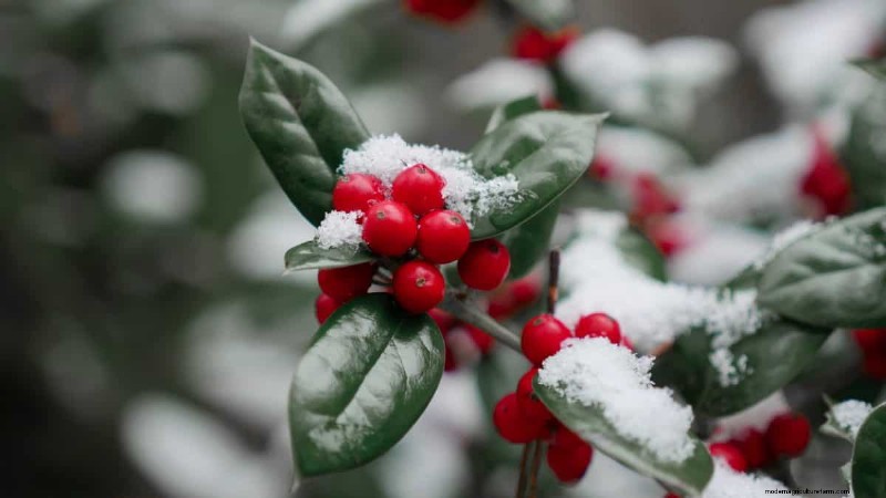 Schützen Sie Ihre Pflanzen vor Frost:Ein Leitfaden für Gärtner 