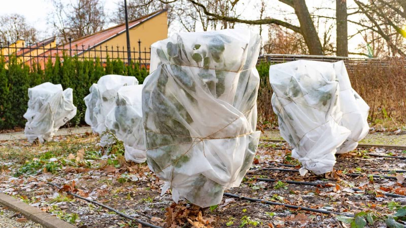 Schützen Sie Ihre Pflanzen vor Frost:Ein Leitfaden für Gärtner 