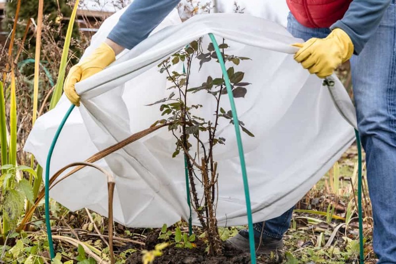 Schützen Sie Ihre Pflanzen vor Frost:Ein Leitfaden für Gärtner 