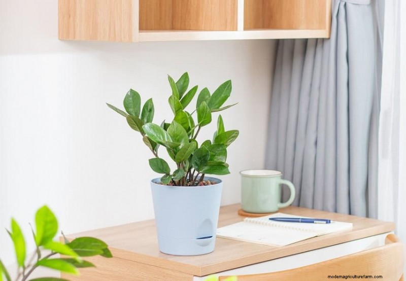 Beste Zimmerpflanzen für kleine Räume:15 pflegeleichte Optionen 