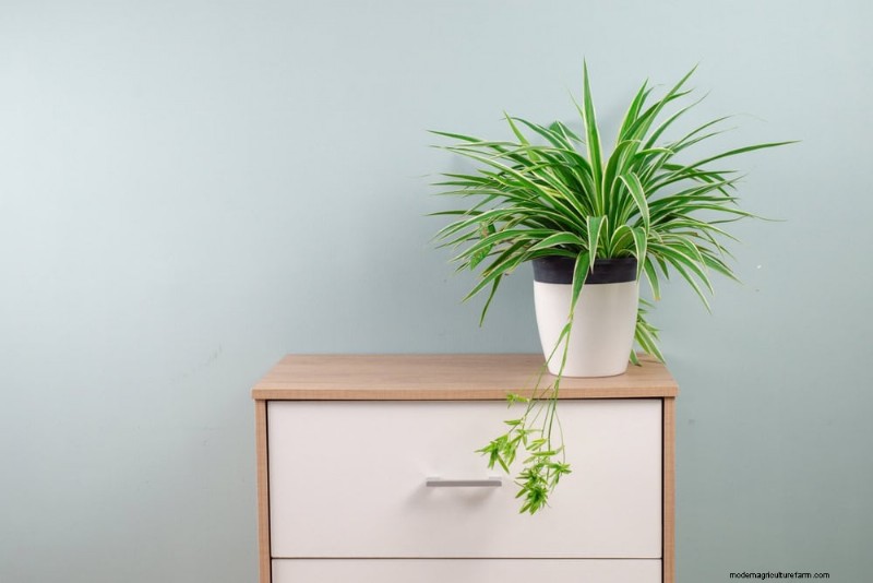 Beste Zimmerpflanzen für kleine Räume:15 pflegeleichte Optionen 
