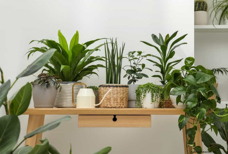 Beste Zimmerpflanzen für kleine Räume:15 pflegeleichte Optionen 