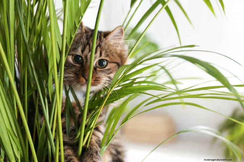 ペットに安全な観葉植物:自宅で美しく手入れが簡単な 13 のオプション 